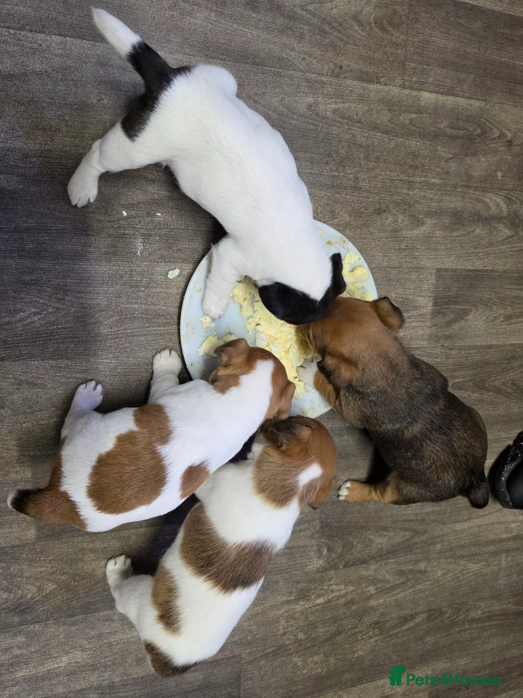 Patterjack dogs for sale: Patterjack in Carlisle - Advert 2