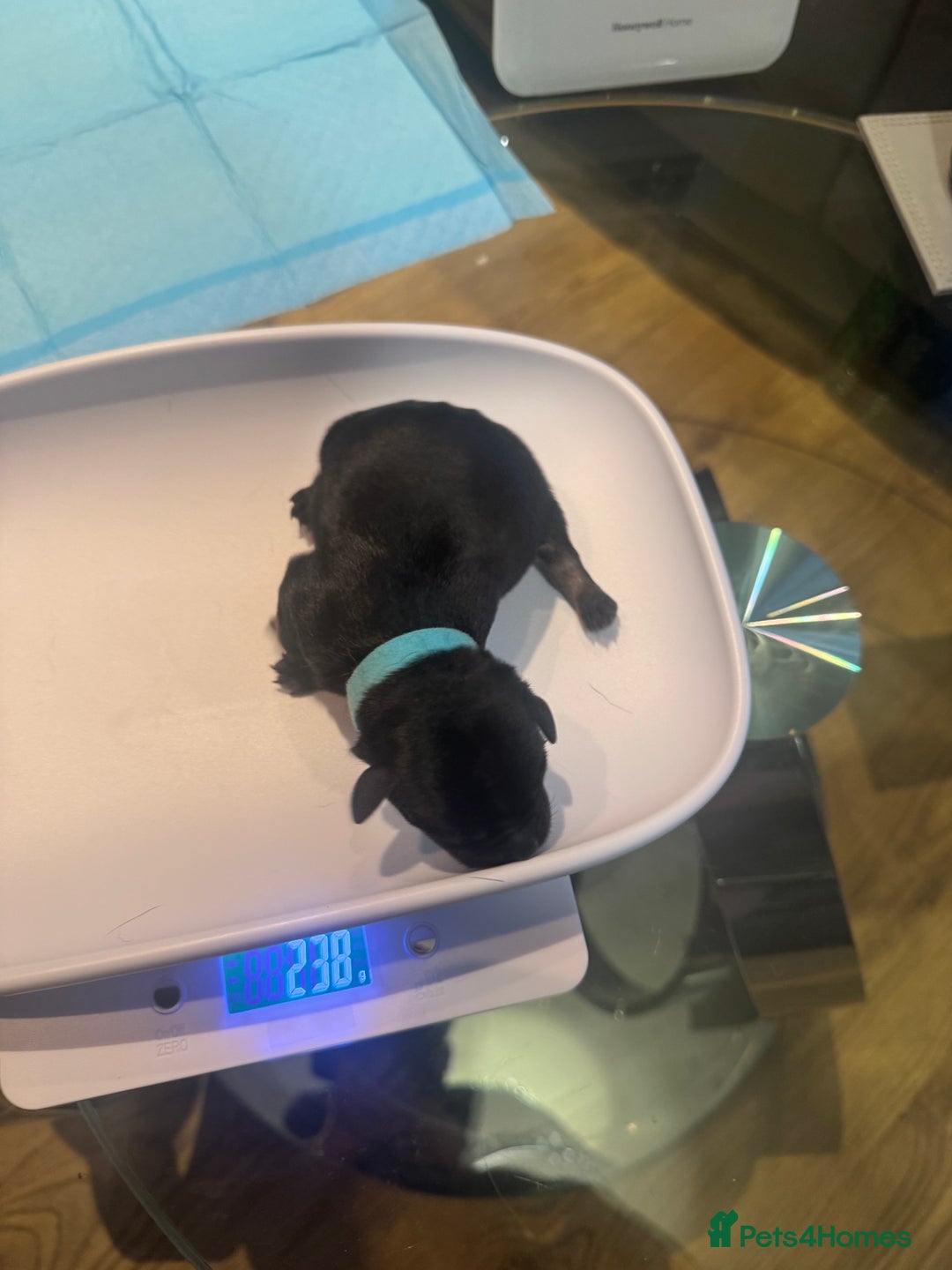 Mixed Breed dogs for sale: French Bulldog cross Manchester Terrier  - Image 9