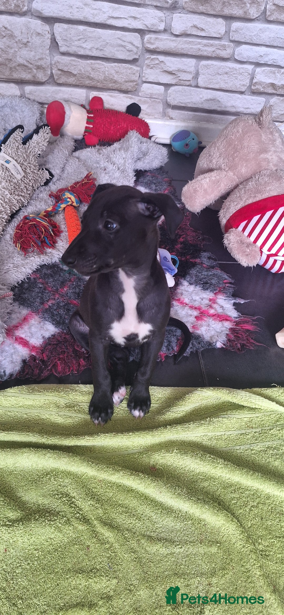 Whippet dogs for sale: 3/4 Whippet 1/4 Italian greyhound  - Image 4