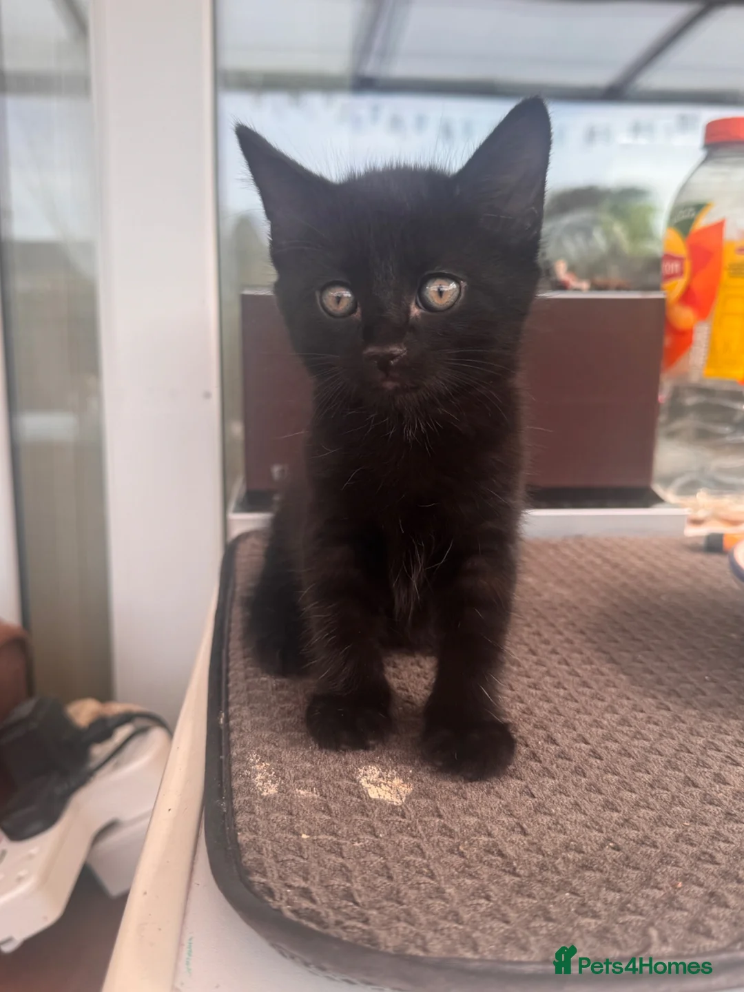 British Shorthair cats for sale: 3 Kitten’s  9 weeks old  - Advert 5