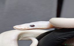 Python Snake reptiles for sale: Banana Blue-eyed Leucistic - Image 2