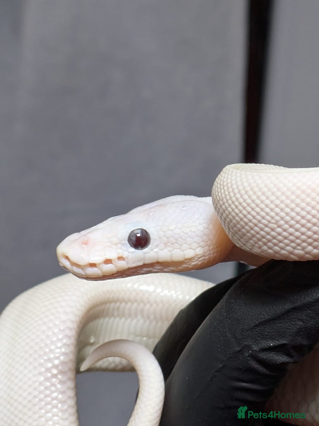 Python Snake reptiles for sale: Banana Blue-eyed Leucistic - Image 2