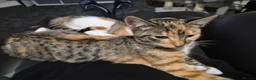 Mixed Breed cats for sale: Two 8 month old kittens for sale in Romford - Advert 3