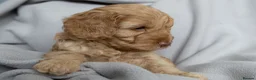 Cockapoo dogs for sale: Beautiful Cockapoo Puppies - Advert 9