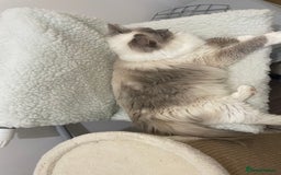 Ragdoll cats for sale: Female Ragdoll  - Image 1