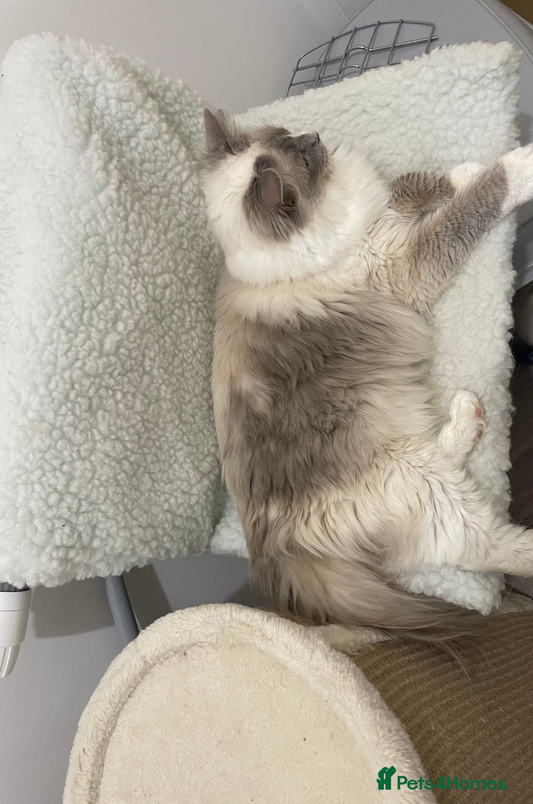 Ragdoll cats for sale: Female Ragdoll  - Image 1