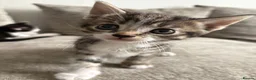 Mixed Breed cats for sale: Kittens  in Bradford - Advert 4