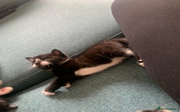 Mixed Breed cats for sale: Kittens - 2 boys 1 girl - ready to leave! - Image 12