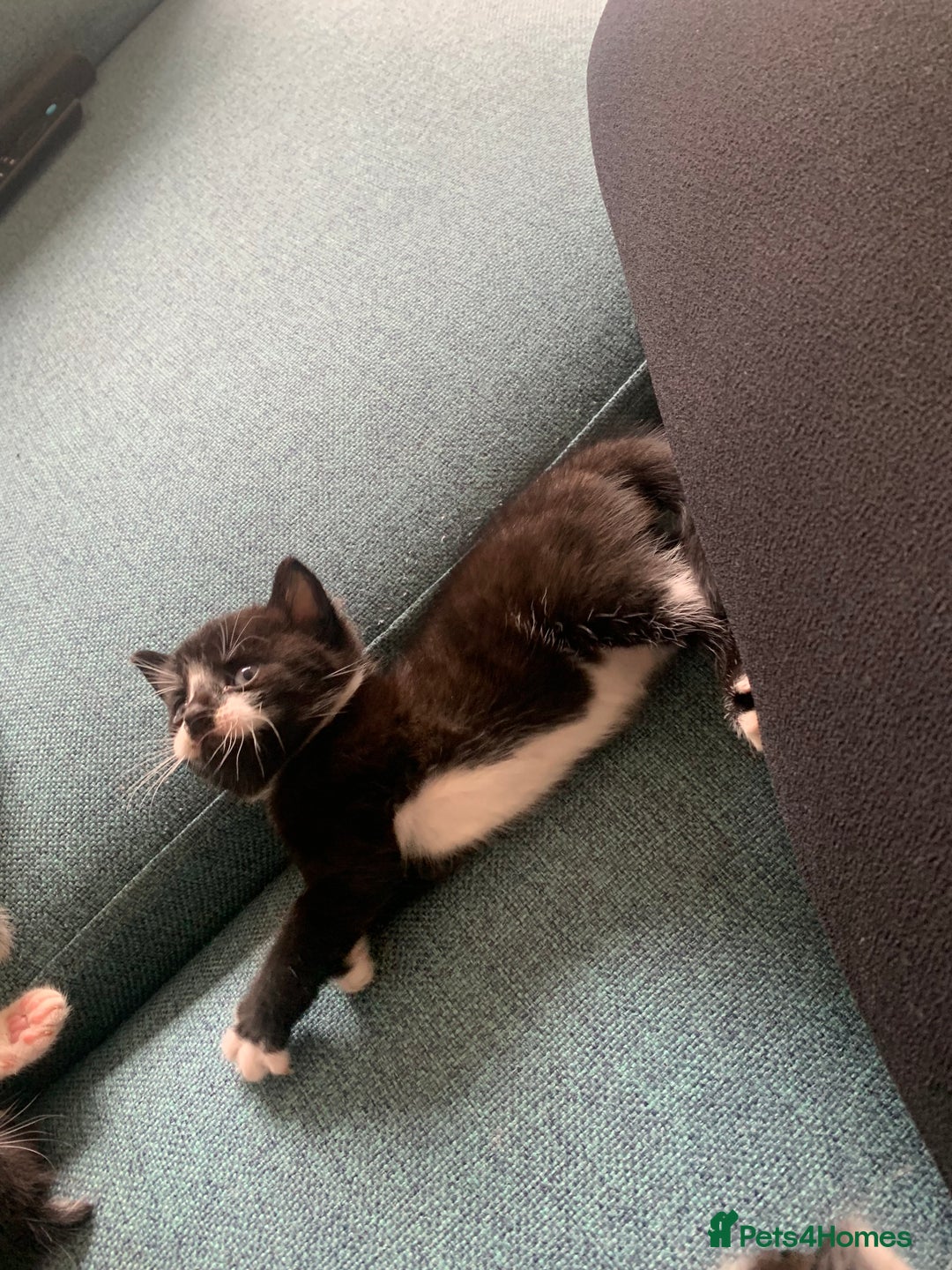 Mixed Breed cats for sale: Kittens - 2 boys 1 girl - ready to leave! - Image 12