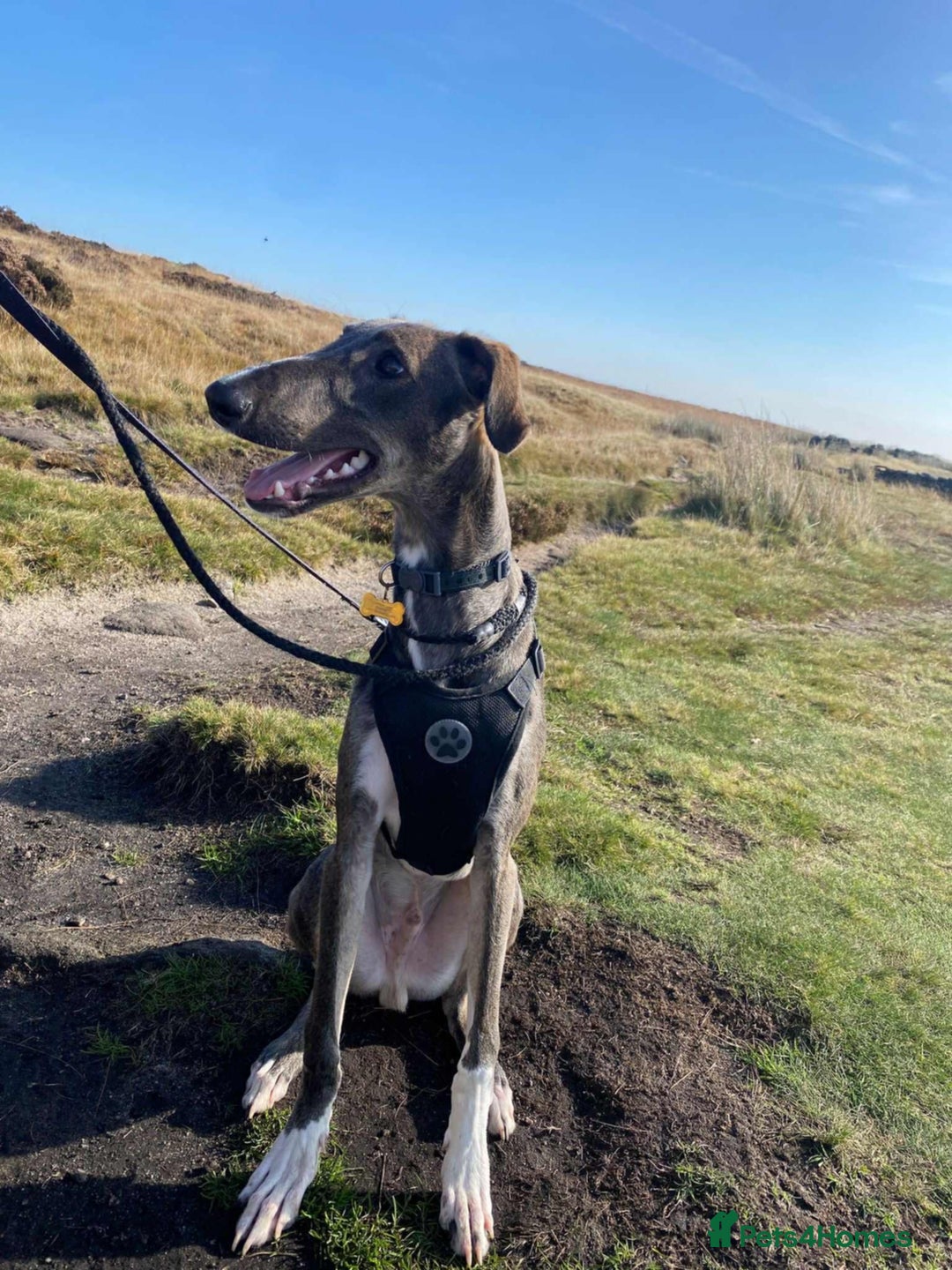 Lurcher dogs for adoption: Norman, young lurcher in rescue - Image 2