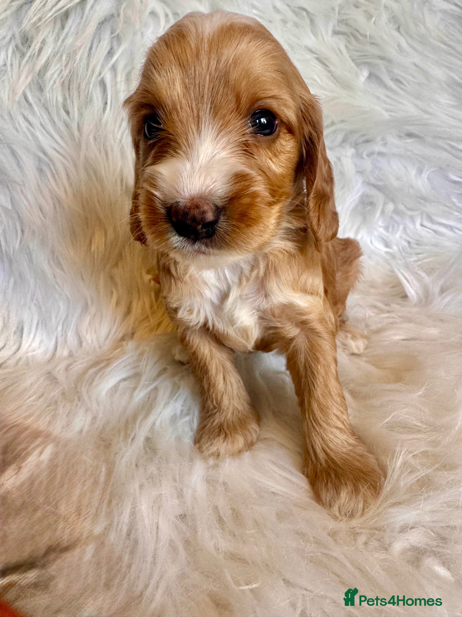 Cockapoo dogs STUNNING DARK RED, APRICOT, BLACK COCKAPOO PUPPIES - Advert 1