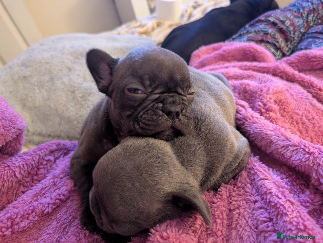 French Bulldog dogs for sale: Beautiful french bulldog puppies  - Advert 25