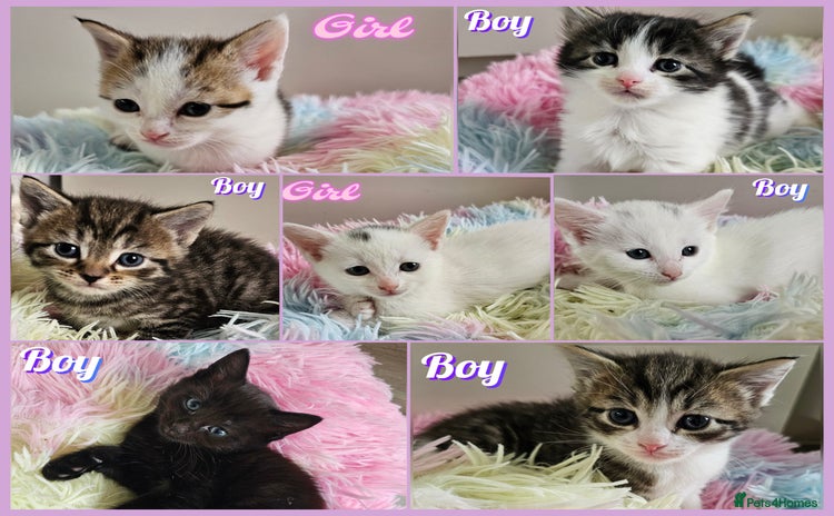 Mixed Breed cats - Advert 16