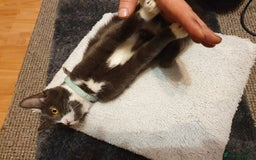 Mixed Breed cats for sale: playful lovely kitten grey torti cute girls boys - Image 1