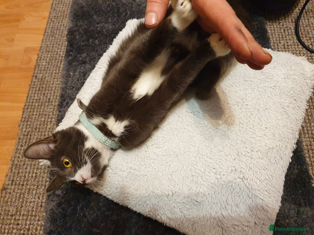 Mixed Breed cats for sale: playful lovely kitten grey torti cute girls boys - Image 1
