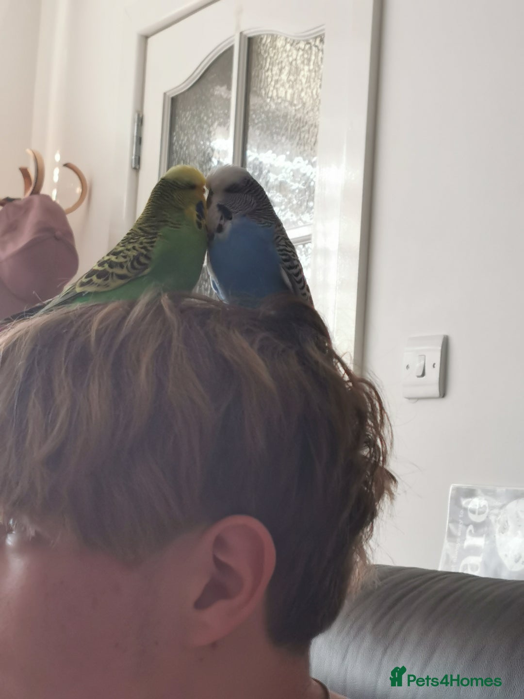 Budgerigars birds for sale: Birds  - Image 4