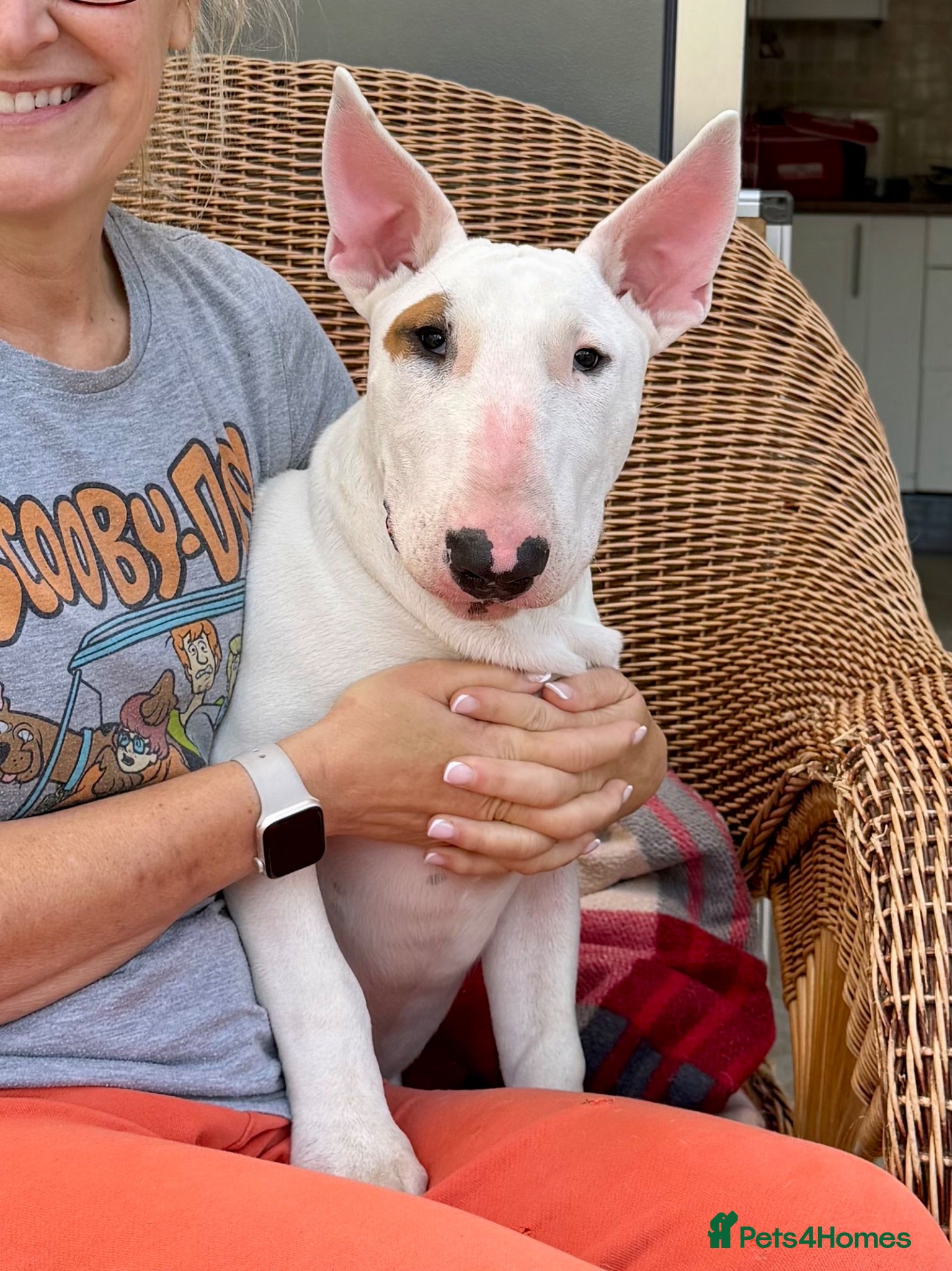 Bull Terrier dogs Healthy, happy, friendly trained 5-mo BT puppy boy - Advert 1