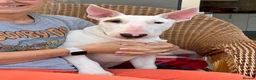 Bull Terrier dogs for sale: Healthy, happy, friendly trained 5-mo BT puppy boy - Advert 2