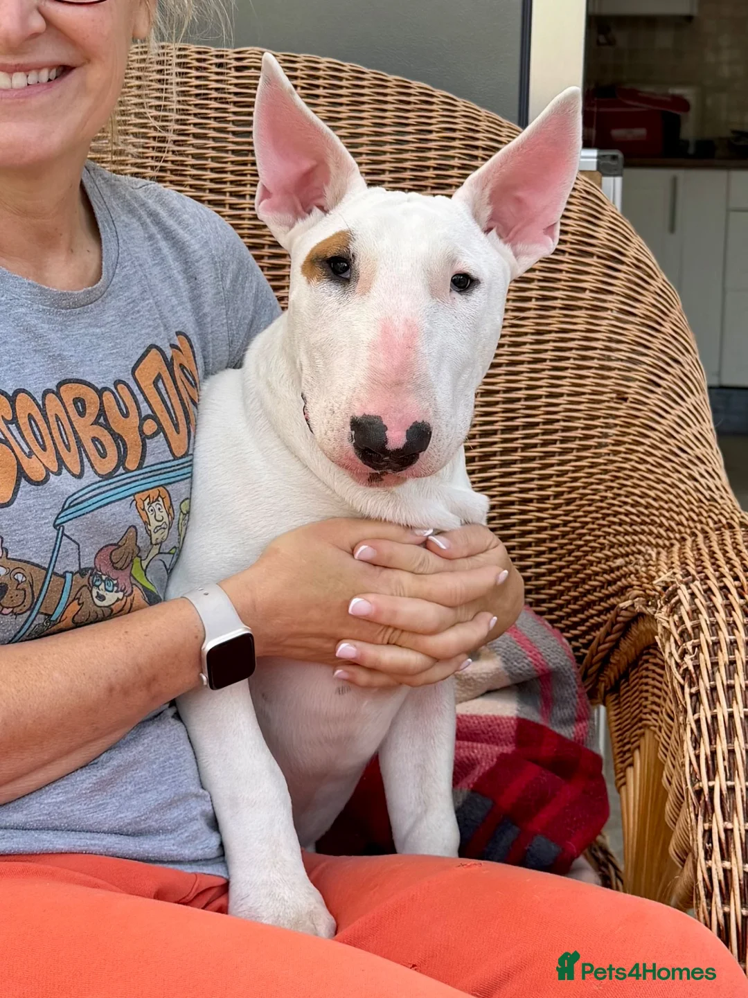 Bull Terrier dogs for sale: Healthy, happy, friendly trained 5-mo BT puppy boy - Advert 2