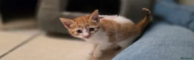Ginger with white bib