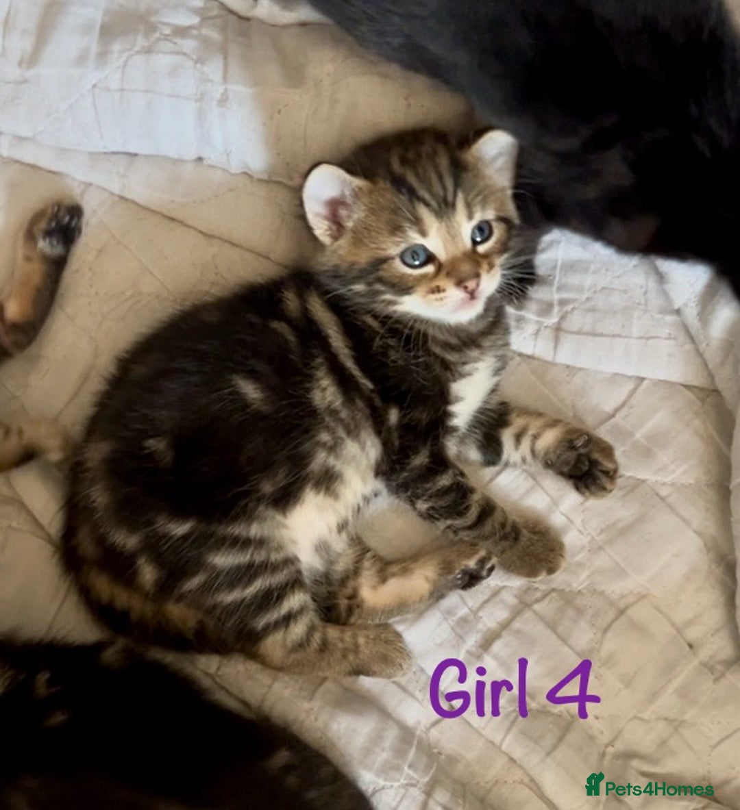 Bengal cats for sale: 3/4 Bengal - cross kittens  - Image 18