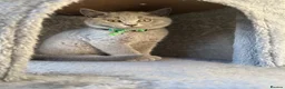 British Shorthair cats for sale: Male British shorthair kittens  - Advert 4