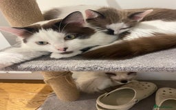 Turkish Van cats for sale: He just needs a loving home  - Image 4