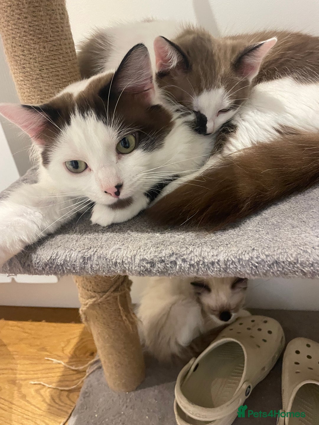 Turkish Van cats for sale: He just needs a loving home  - Image 4