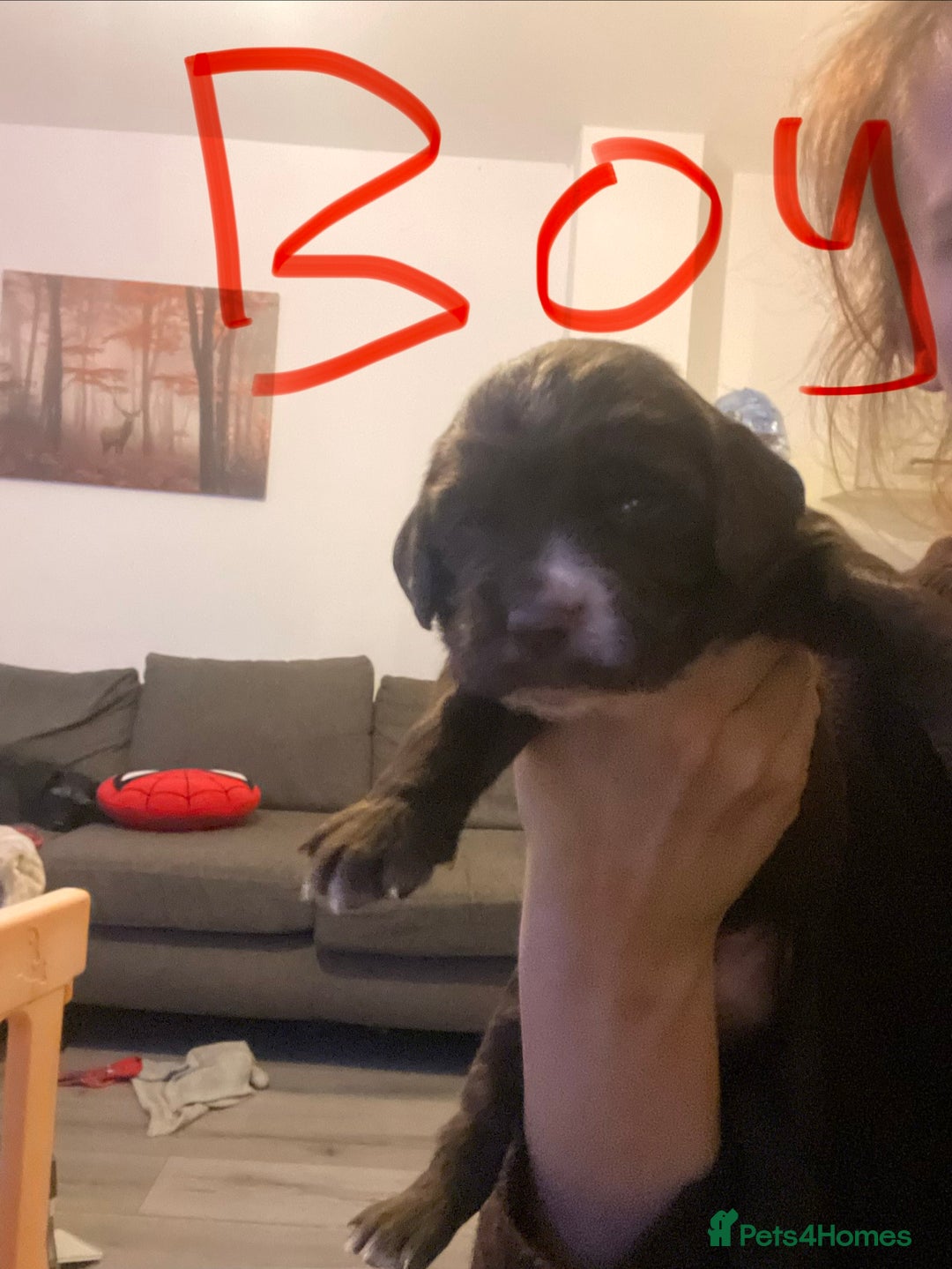 Sprocker dogs for sale: 5 left of gorgeous sprocker puppies - Image 10