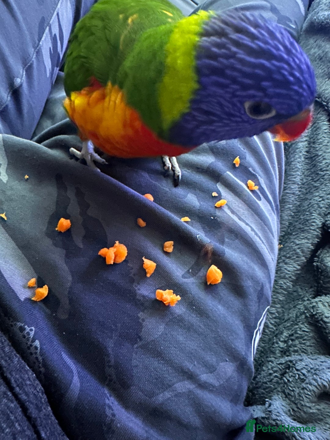 Lorikeets birds for sale: Rainbow Lorikeet - Advert 8