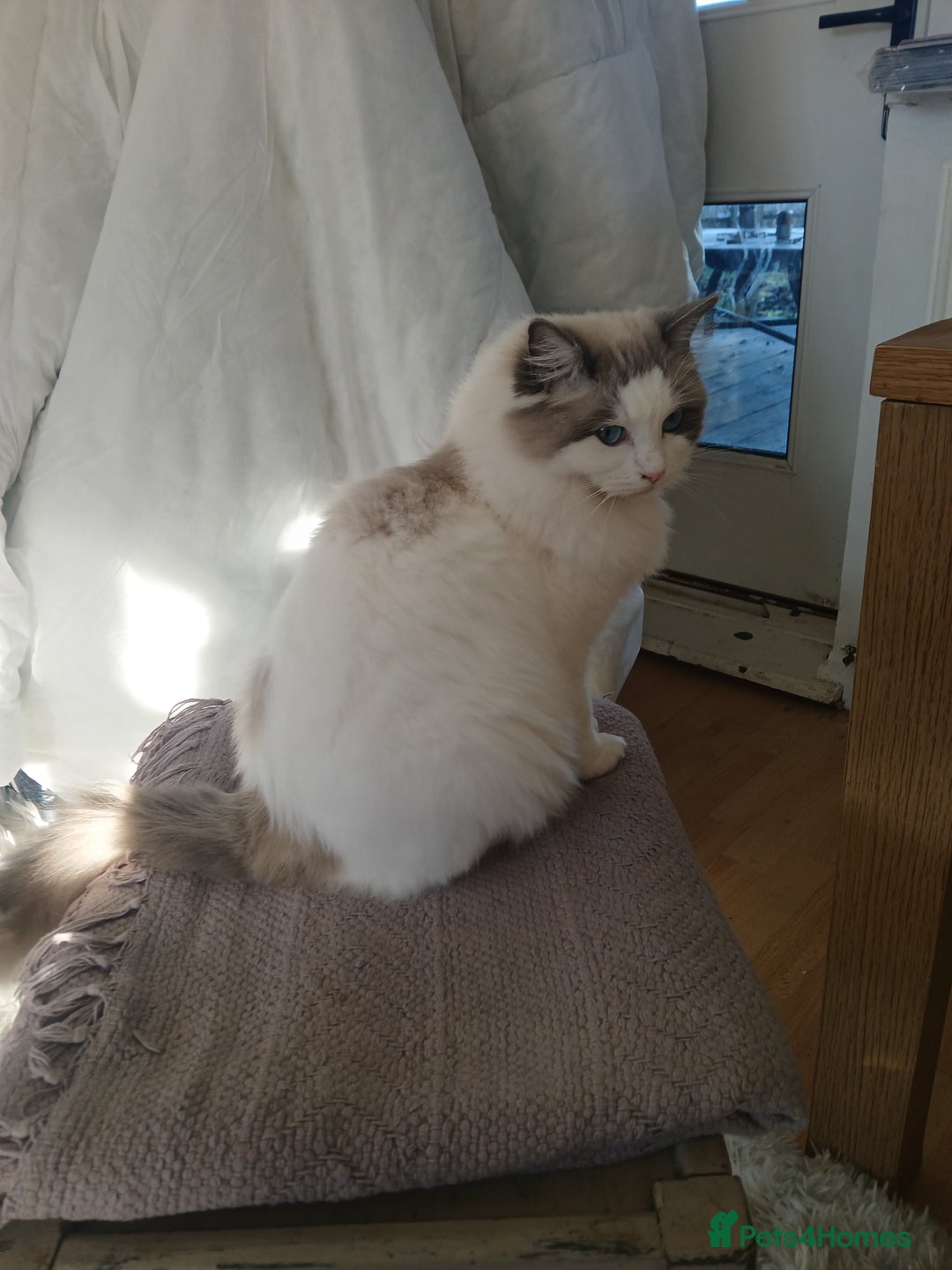 Ragdoll cats for sale: Blue bicolour Ragdoll - Advert 8