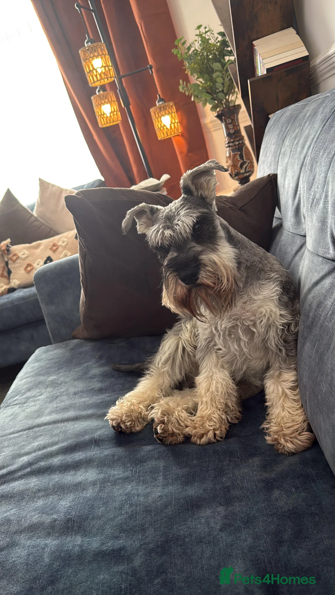 Miniature Schnauzer dogs for stud: Miniature schnauzer for stud  - Advert 1