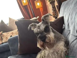 Miniature Schnauzer dogs Miniature schnauzer for stud - Advert 1