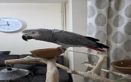 Parrots birds for sale: African Grey Forsale - Image 2