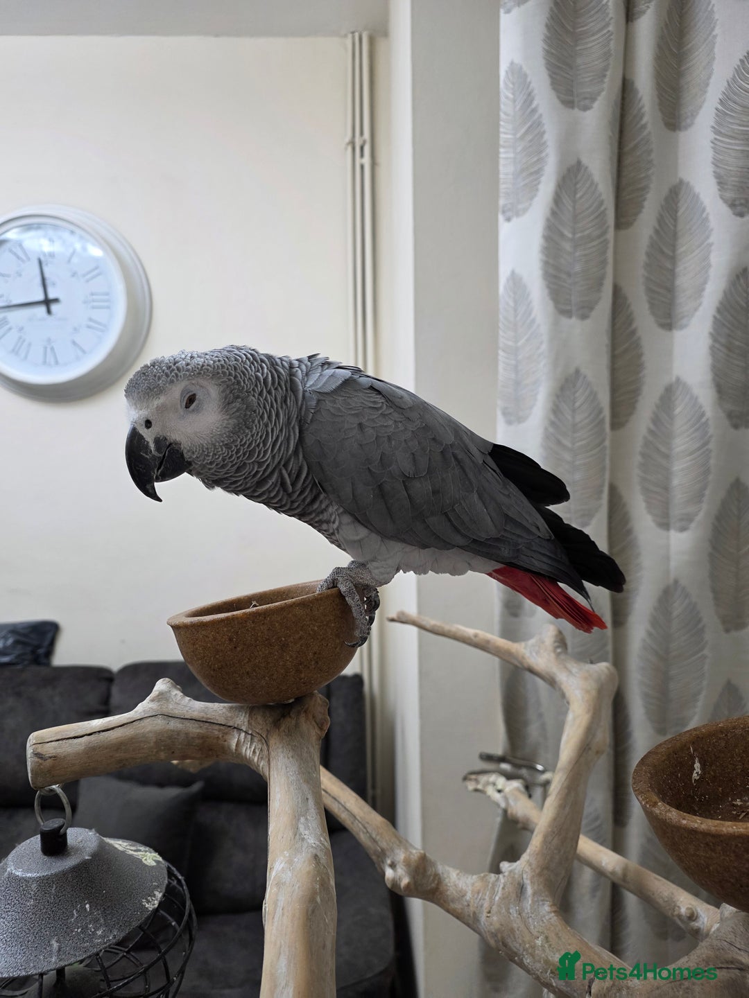 Parrots birds for sale: African Grey Forsale - Image 2