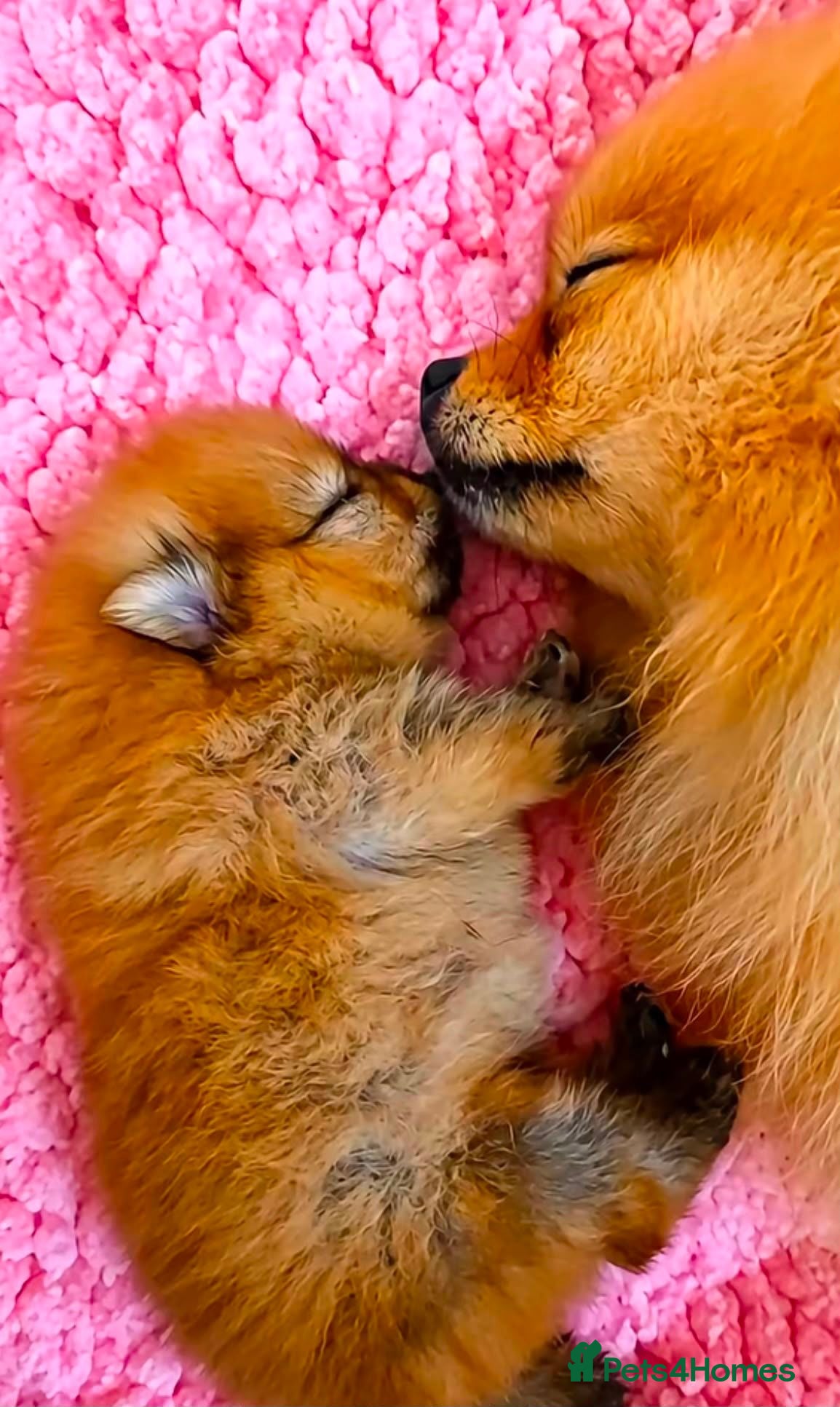Pomeranian dogs Pomeranian - Advert 1