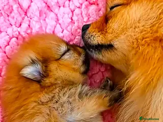 Pomeranian dogs Pomeranian - Advert 5