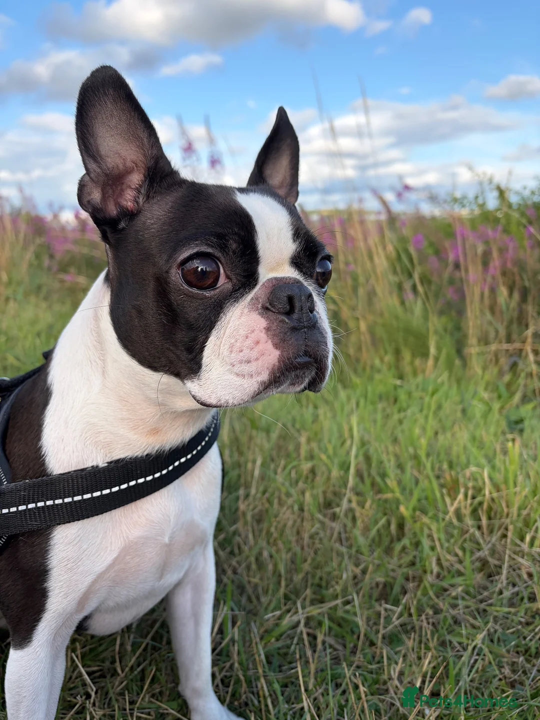 Boston Terrier dogs for sale: Boston Terrier - Female - 4 Year Old - Advert 1