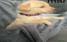 Labrador Retriever dogs for sale: Beautiful KC registered Labrador puppies - Image 12