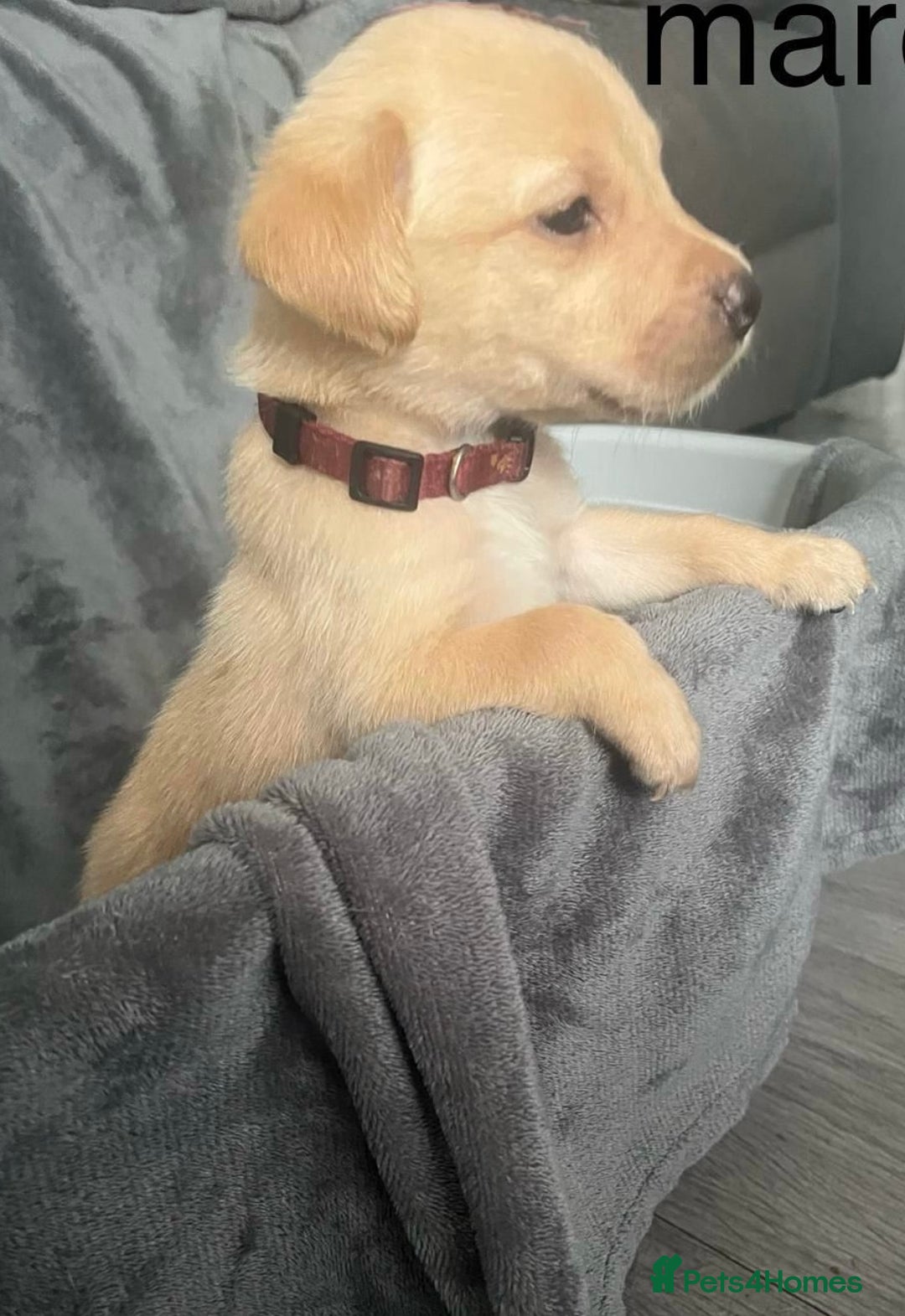 Labrador Retriever dogs for sale: Beautiful KC registered Labrador puppies - Image 12