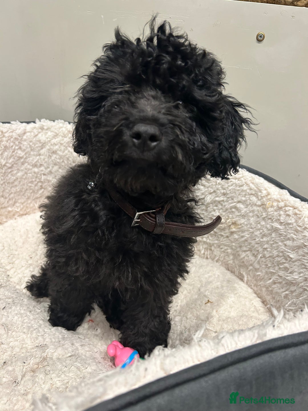 Cockapoo dogs for sale: 14 week old male cockapoo - Advert 5