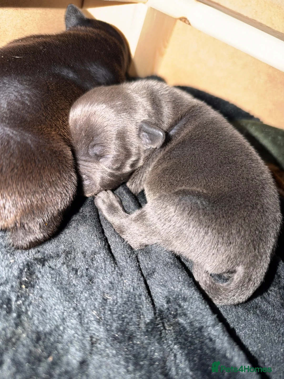 Staffordshire Bull Terrier dogs for sale: 2 staff puppies for sale 1 blue 1 black  - Advert 6