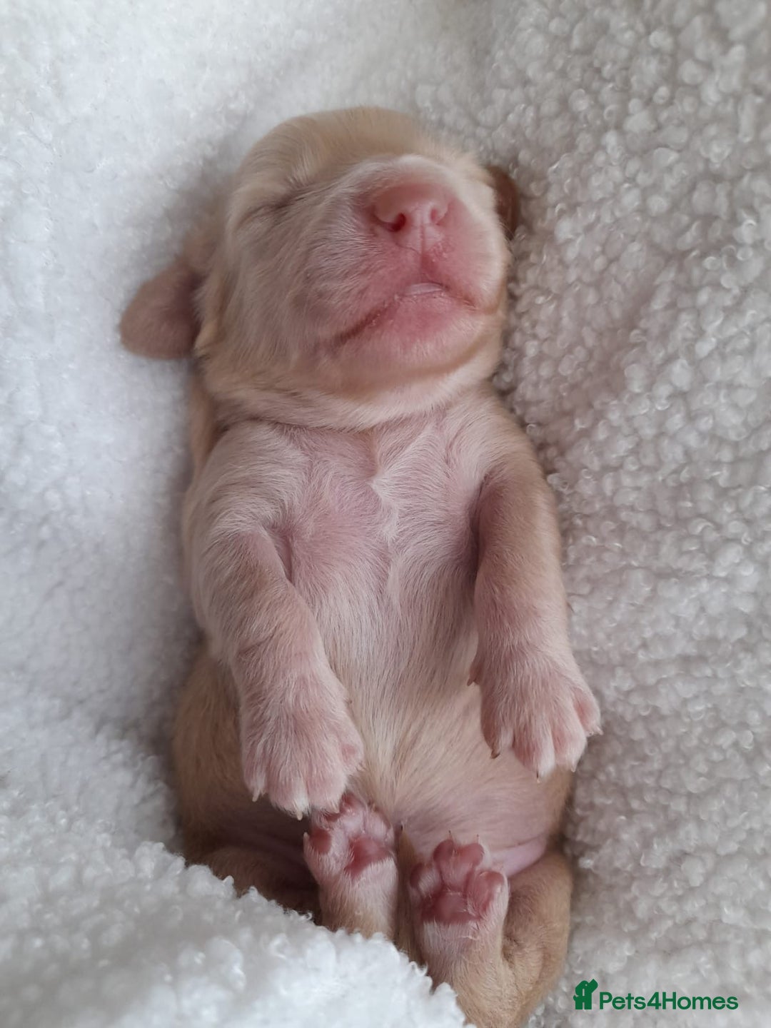 Miniature Dachshund dogs for stud: Stunning L/H mini cream X2 intensity KCreg proven  - Advert 9