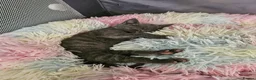 Mixed Breed cats for sale: 4 Blue Russian X kittens available  - Advert 13