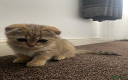 Scottish Fold cats for sale: Male Scottish Fold - Image 2