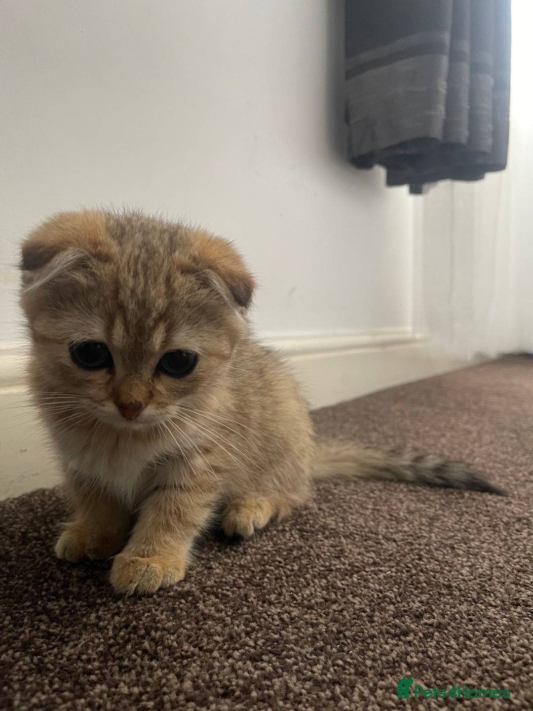 Scottish Fold cats for sale: Male Scottish Fold - Image 2