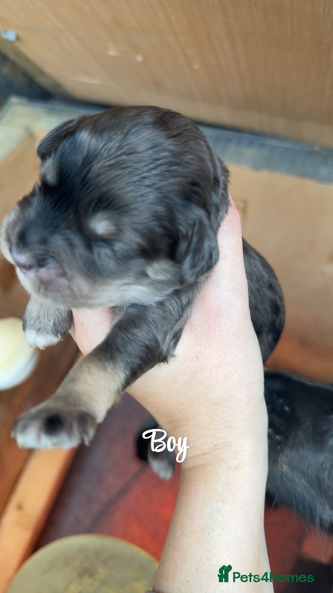 Cockapoo dogs for sale: Beautiful litter of cockapoo  - Advert 3