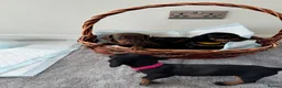 Miniature Dachshund dogs for sale: Miniature dachshund’s from health tested parents - Advert 17