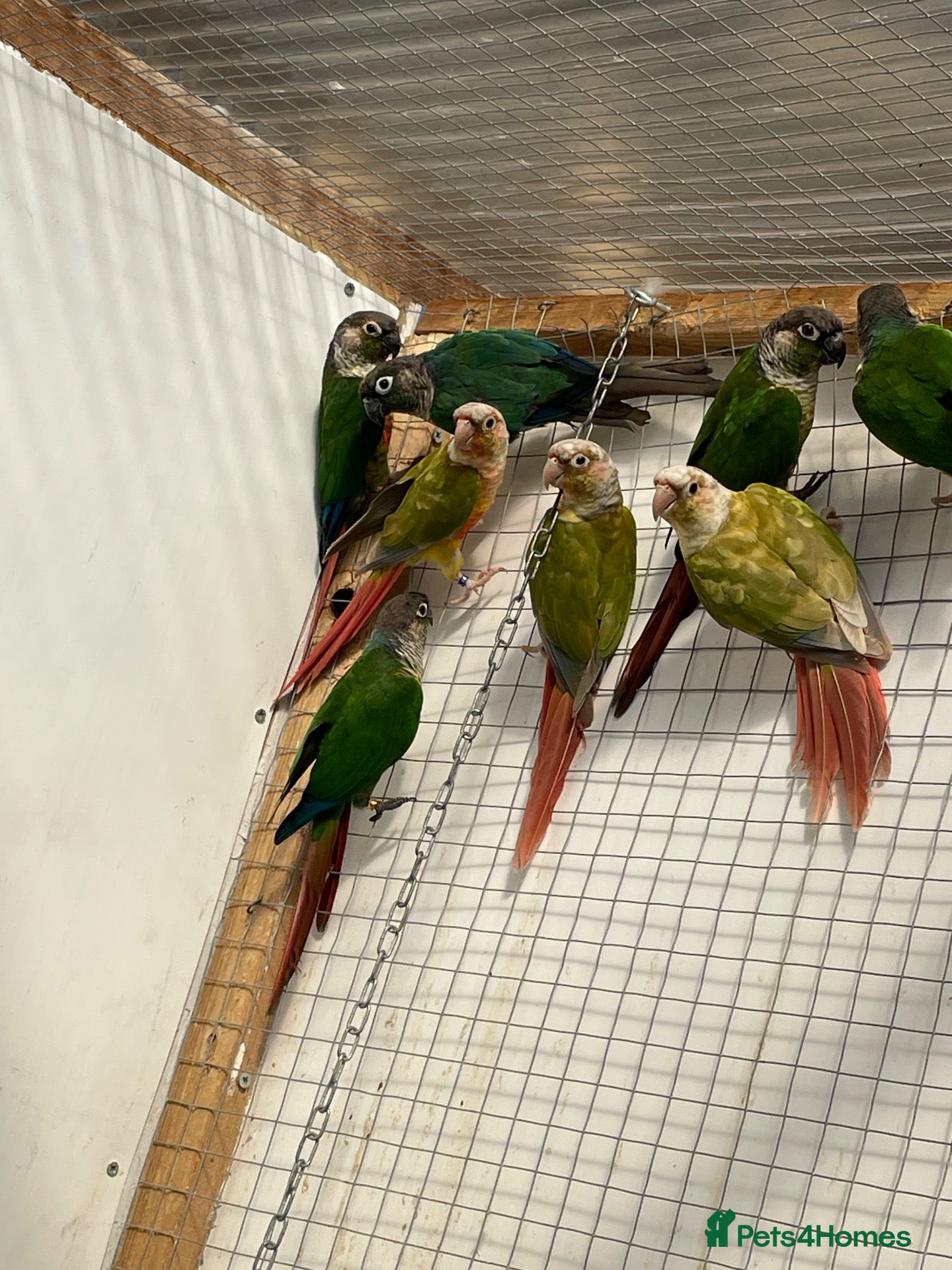 Conures birds Conure Tamed  - Advert 19