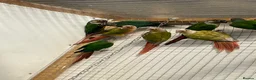 Conures birds for sale: Conure - Advert 1